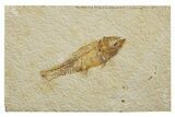 Bargain, Detailed Fossil Fish (Knightia) - Wyoming #340793-1